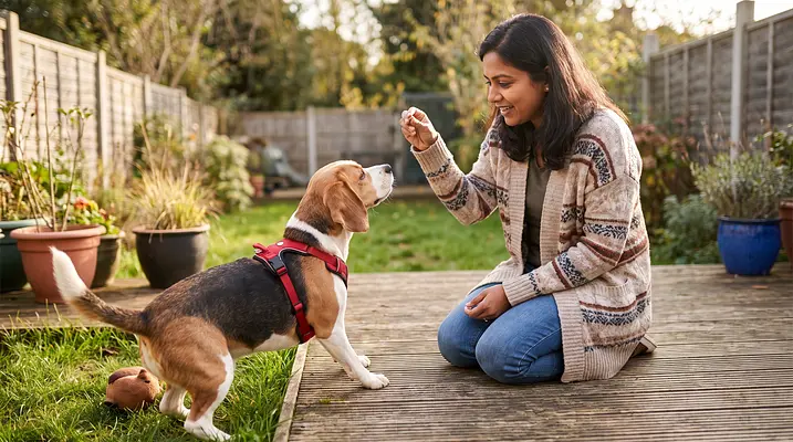 Por qué los perros comen heces y cómo evitarlo