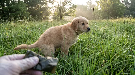 Puppy Poop Color Guide: What Is Normal and What Is Not