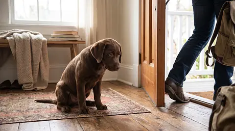 Uw puppy helpen gezonde zelfstandigheid te ontwikkelen: een gids om aanhankelijkheid te verminderen
