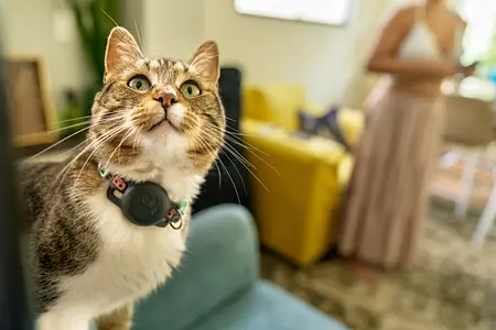 Cómo mantener sano a tu amigo felino: 7 señales de alerta temprana que todo dueño de gatos debe conocer